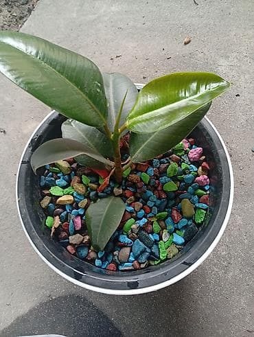 фикус декоративный: Фикус эластика (Ficus elastica) в декоративных кашпо - Комнатные — 5