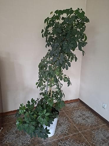 Бөлмө өсүмдүктөрү: Фикус эластика (каучуконосный), крупное комнатное растение с — 2