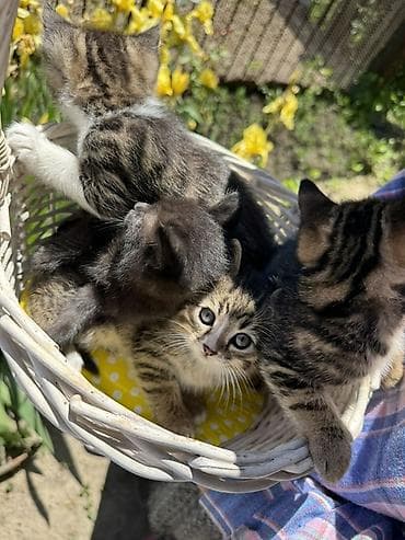 жалал абад кошка: 🐾 Очаровательные котята ищут дом! 4 пушистых малыша готовы подарить — 8