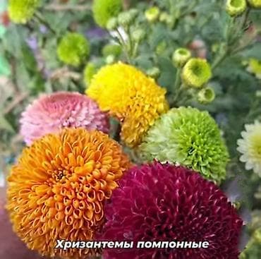 плетистые розы: Саженцы цветка: Хризантемы, Самовывоз — 1