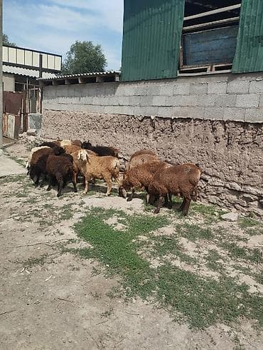 Үй жаныбарлары: Сатам | Кочкор (эркек) — 4
