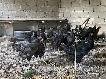 жил азык: Сатам | Тооктор | Көбөйтүү үчүн — 3