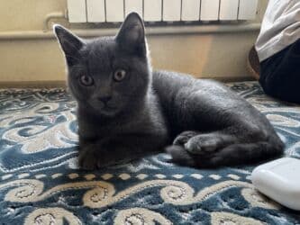 продажа щенков немецкой овчарки с документами в бишкеке: Котёнок серого окраса - Порода/тип: короткошёрстный, однотонный серый — 4