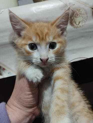 кошка маленкая: Кошка даром: Беспородная, 2 месяца, Мальчик — 1