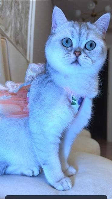 британская прямоухая кошка: Британская короткошёрстная, 2 года, Девочка, Серый — 2