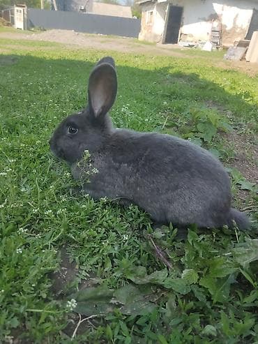 бээ байтал тай: Продаю | Крольчиха (самка) | Для разведения | Племенные — 1