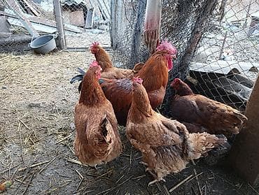 Башка жаныбарлар: Корейский тоджон чистые крупные семья — 9