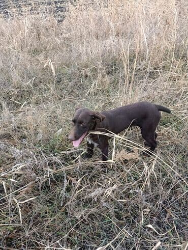 сколько стоит шпиц в бишкеке: Курцхаар, 8 месяцев, Самка — 1