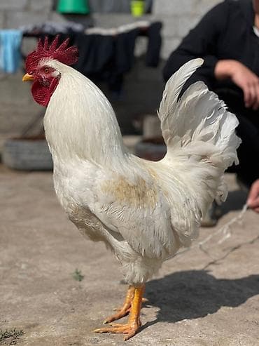 Продаю | Петух | Для разведения