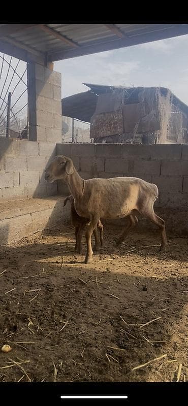 дорпер овцы: Продаю | Овца (самка) | Арашан | Для разведения | Матка — 5