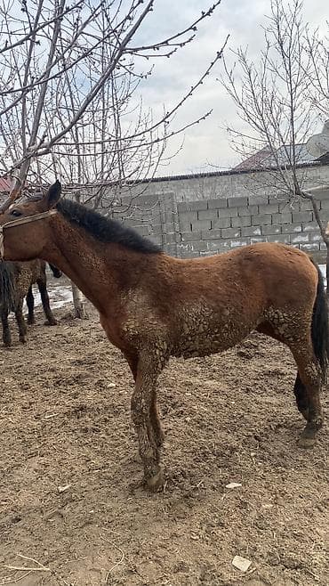 бенгальская кошка окрасы: Продаю | Жеребец — 2