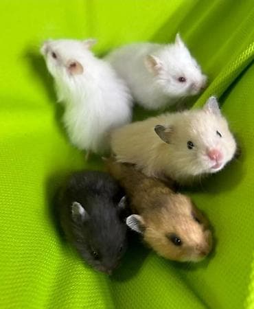 бурудер: Продаются сирийские, ангорские пушистые хомячки, джунгарские — 5