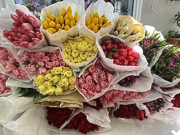 луковица тюльпаны: Тюльпаны оптом только до 6марта ! Свежие хрустящие сортовые — 1