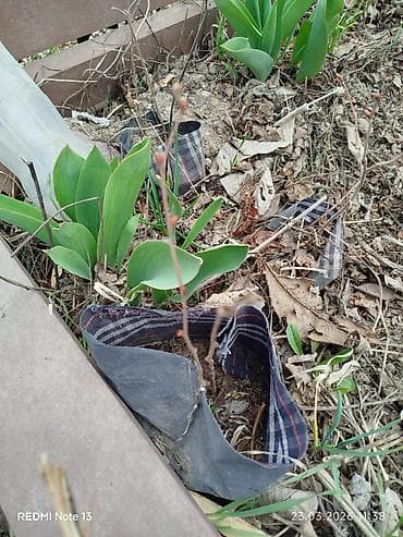 шторы в бишкеке фото и цены: Саженцы прибалтийскогофундука (лещины),годовалые от 300 сомов — 4