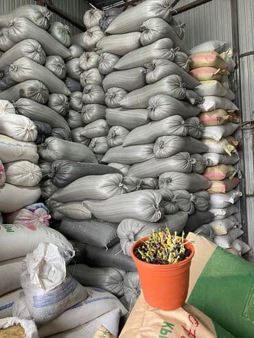 семена огурцов для теплицы в бишкеке: Беде урук оптом 7 Обласка салып жоробуз ишенимду таза кепилдик бар — 12