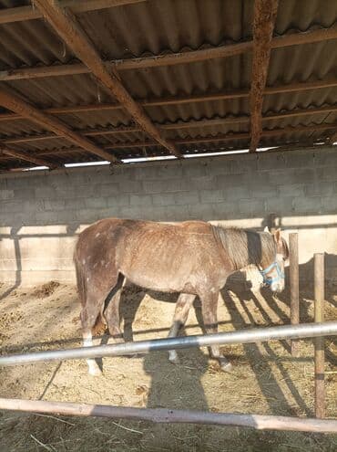 купить собаку доберман в бишкеке: Продаю | Жеребенок | Для разведения — 4