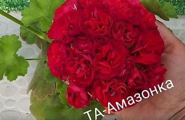 детки бегонии: Комнатные растения — сорта и черенки 1) Сенполия (фиалка) махровая, с — 7