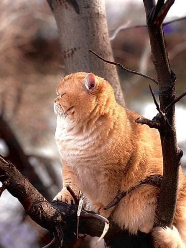 дом для животных: ✨ британские котята золотистой шиншиллы в поисках дома! ✨ наши малыши — 2
