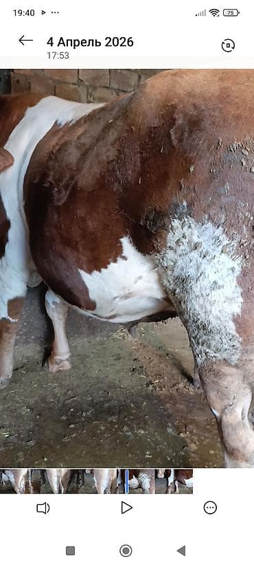 собака пидбул: Продаю | Бык (самец) | Голштин | На забой | Искусственник — 4