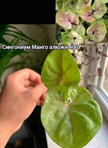 Дом и сад: Комнатные растения в горшках: Сокулук, Бишкек,Кант, Шопоков 1) — 7