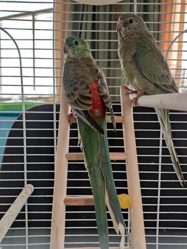 Попугаи певчии пара