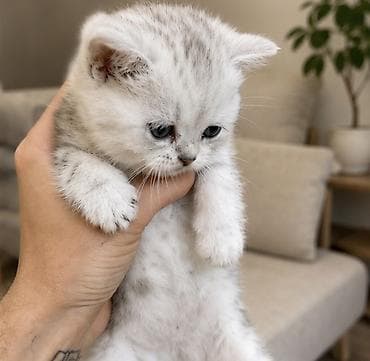 кот кошка: Породистые котята серебристого окраса (шиншилла/серебро). Короткая — 3