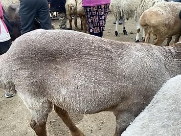 меринос ягнята: Продаю | Ягненок | На забой — 1