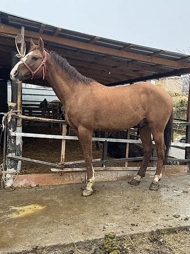 собаки тайган: Сатам | Жылкы (эркек) | Дончак | Ат спорту | Асыл тукумдуу — 4