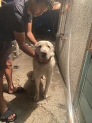 продажа щенков немецкой овчарки с документами в бишкеке: Алабай, 2 жаш, Эркек — 1