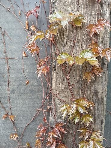 бумажная лоза: Продаю Черенки с корнем от Виноград 'Вичи'. пока что со спящей почкой — 6
