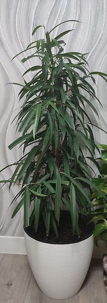 Фикус Али Супер-цена только до конца недели Без торга. 1800 at lalafo.kg Фикус Али Супер-цена только до конца недели Без торга. 1800