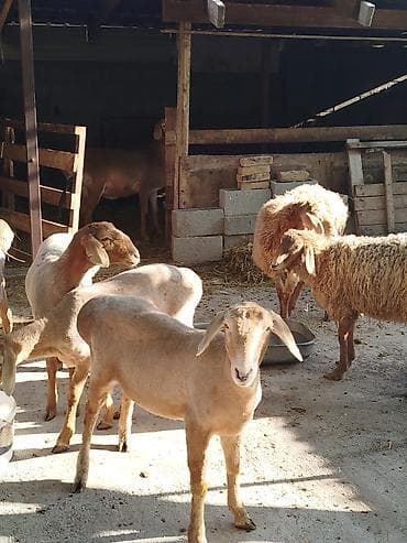 грызуны домашние: Продаю | Овца (самка) | Для разведения | Племенные — 6