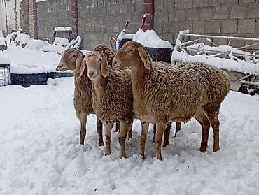 сокулук тоок: Сатам | Ургаачы кой (ургаачы) | Көбөйтүү үчүн — 2