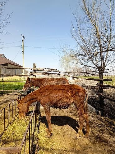 сабиз оптом: Тайлар сатылат (7, ургаачы ) (2,еркек) баалары келишим турдо если — 3