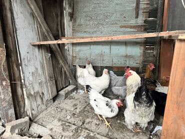 продажа собак чихуахуа: Продаю | Куры, Петух | Полубрама, Суссекс | Для разведения — 7