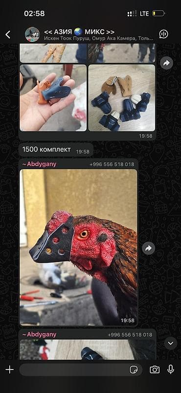 Услуги ветеринара: Нашпорники наклювник. цена на 2 петуха комплект 1500. наклювник — 4