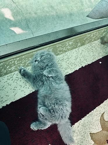 рэгдолл кошка купить: Шотландские вислоухие и прямоухый(Scottish Fold), окрас блю — 2