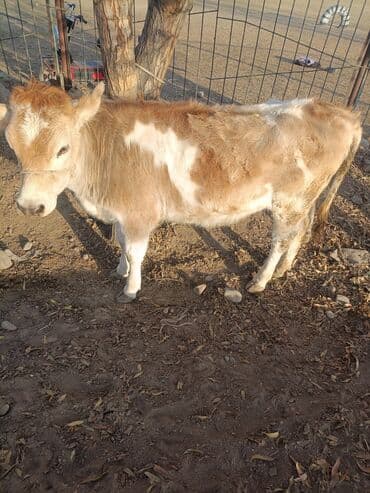 племенные коровы молочные купить: Продаю | Бык (самец) | Полукровка | На откорм | Привязанные — 2