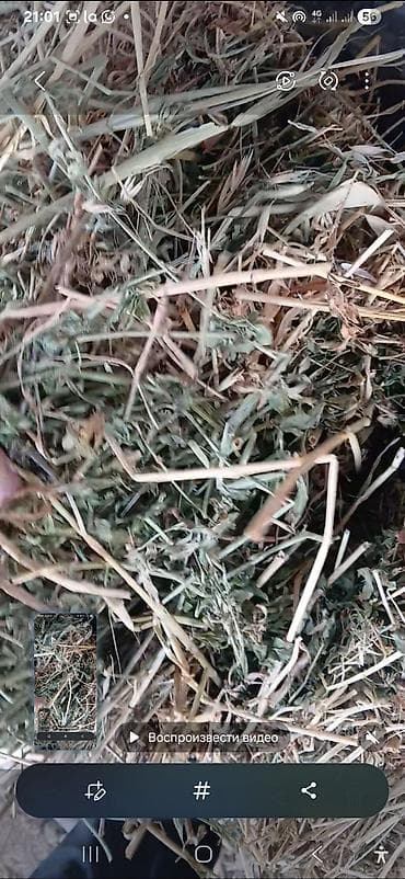 Птицы: Беде 2 укос түк тук тюк сено чоп чөп 300шт — 4