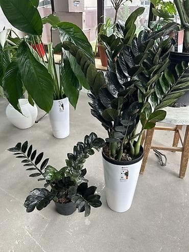 вариегатный замиокулькас: Замик гигант Замиокулькас ‘Raven’ (Zamioculcas zamiifolia Raven) - — 4