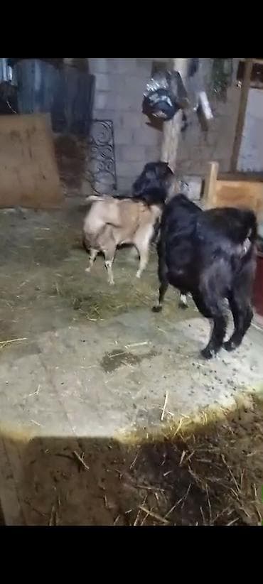 бельгинский овчарка: Продаю | Коза (самка) | Полукровка | Для разведения — 3