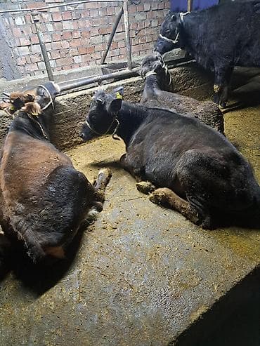 высокоудойные коровы: Продаю | Тёлка | Для разведения | Не стельные — 4