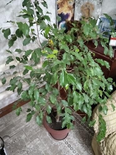 Фикусы: Фикус Бенджамина в горшке - Крупное комнатное дерево с плотной — 1