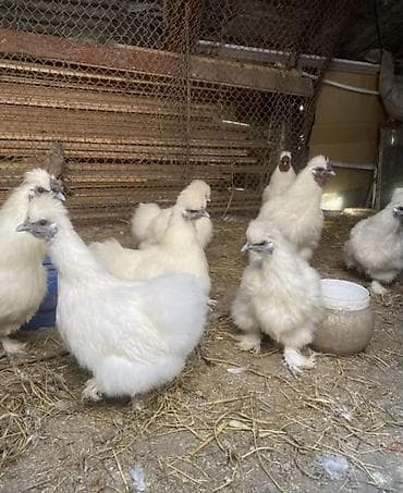 На продажу китайские шелки куры петухи