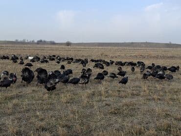 домик для кур: Продаю | Индюшка (самка), Индюшата | Черный принц, Северокавказская | На забой, Для разведения | Племенные — 16