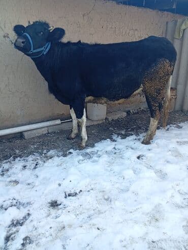 Продаю | Корова (самка) | Для молока | Привязанные at lalafo.kg Продаю | Корова (самка) | Для молока | Привязанные