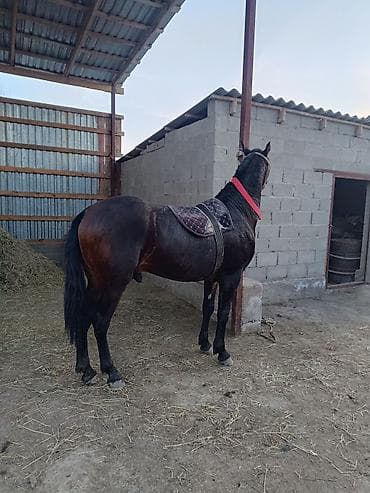 яйцо инкубационное бройлер: Продаю | Жеребец | Конный спорт — 2