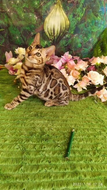 бенгальский леопардовый кот: Бенгальский котик Мальчик. 5мес. Невероятно красивый контрастный с — 20