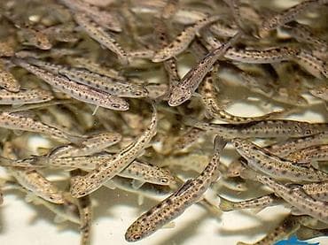 Продаю малька стальноголового лосося (форель)3гр.Цена 12сом.шт.Есть