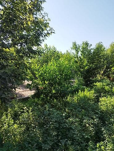 Жер тилкелери: 5 соток, Кызыл китеп — 4
